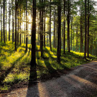 Foresta del Cansiglio