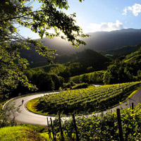 Prosecco Conegliano / Valdobbiadene