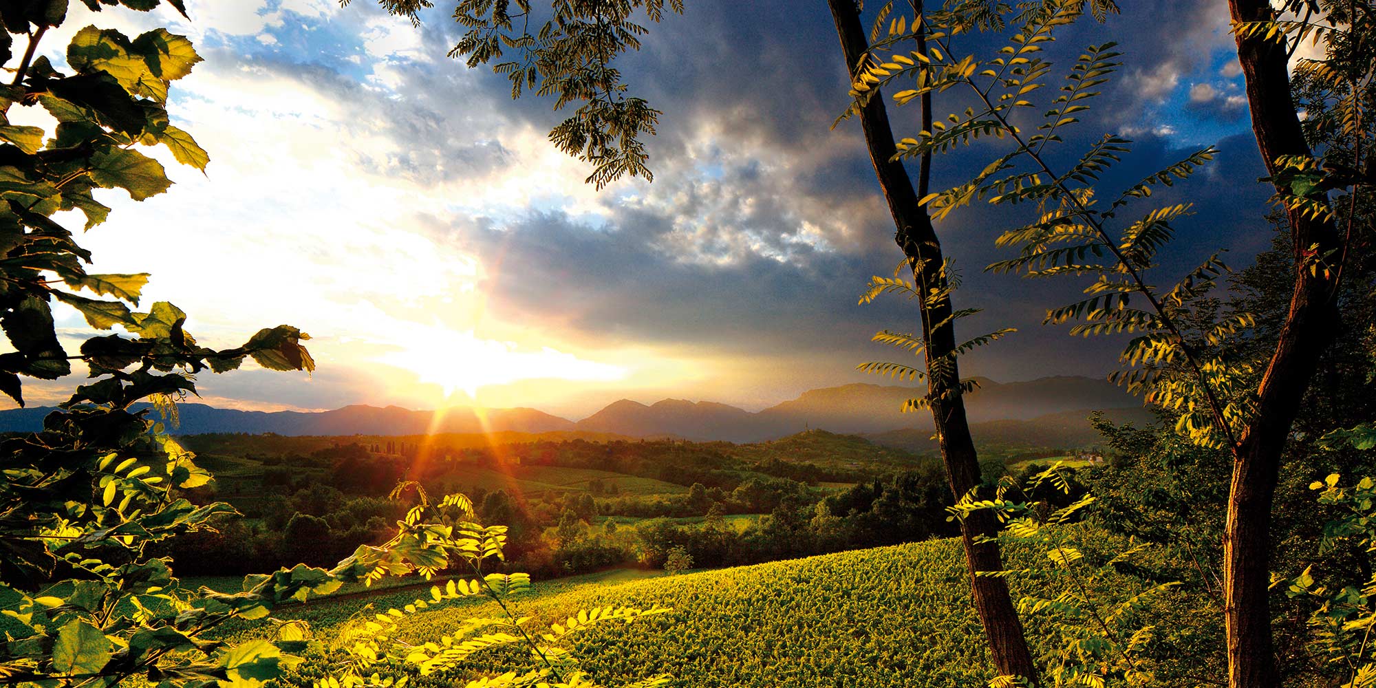 Earth Wind & Wine 04