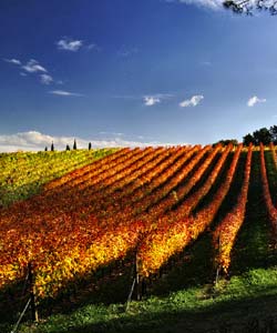 Earth Wind & Wine 09