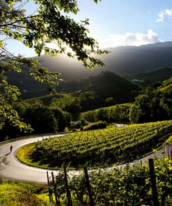 Earth Wind & Wine 15