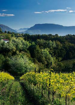 Earth Wind & Wine 18