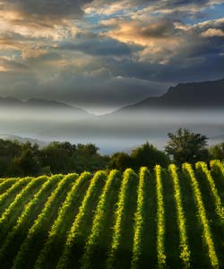 Earth Wind & Wine 23