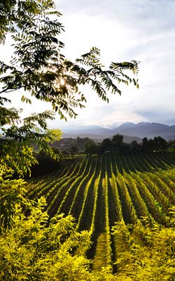Earth Wind & Wine 27