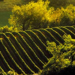 Earth Wind & Wine 29