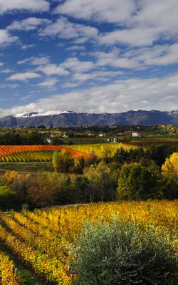 Earth Wind & Wine 36