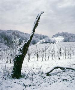 Earth Wind & Wine 44