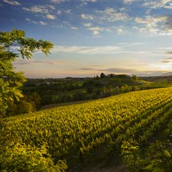 Earth Wind & Wine 48